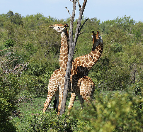 At Sabi Sand