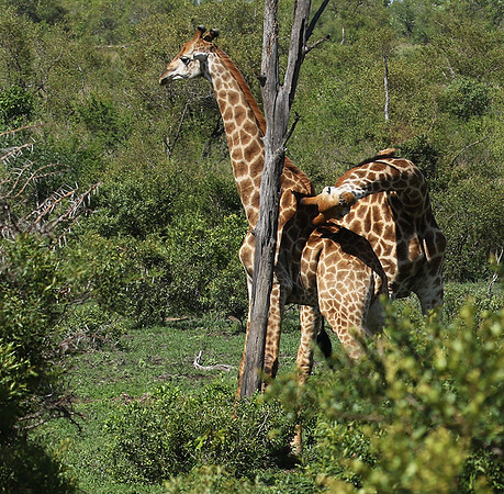 At Sabi Sand