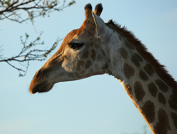 At Madikwe game reserve