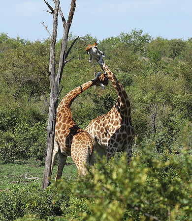 At Sabi Sand