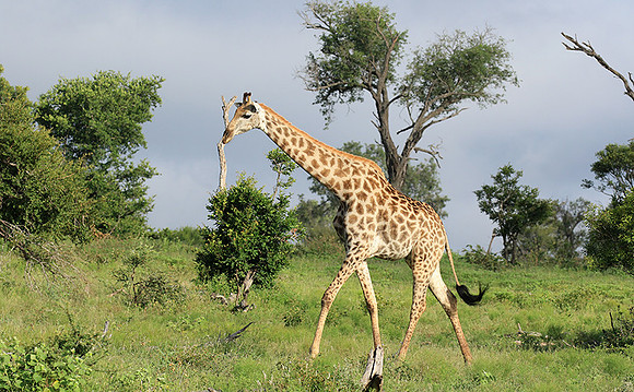 At Londolozi