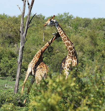 At Sabi Sand