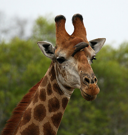 At Mala Mala game reserve