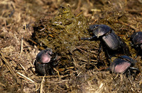 Sabi Sand