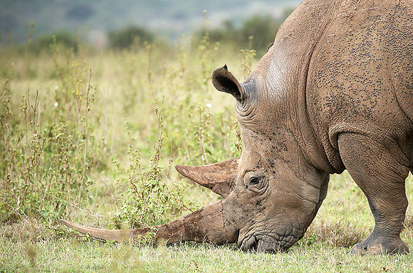 White rhinos (location not disclosed to avoid poaching)