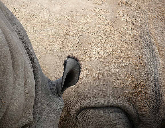 3 last northern white rhinos in the world