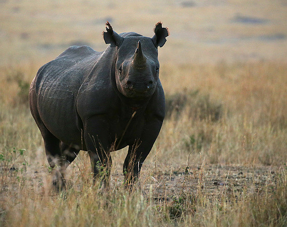 Black rhino - Masaï Mara