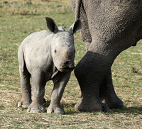 White rhino