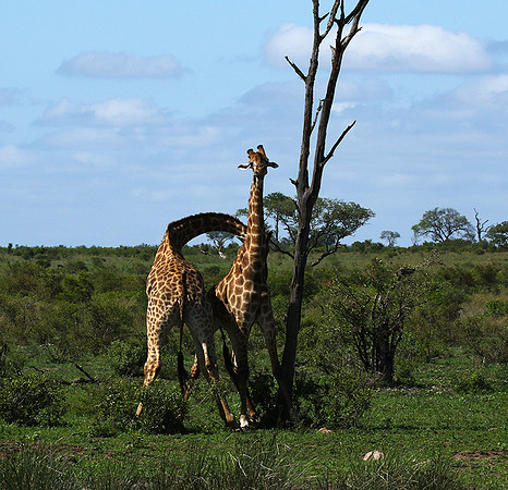 At Sabi Sand