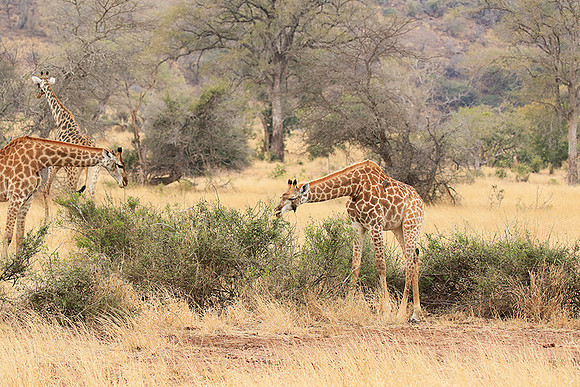 At Kruger NP