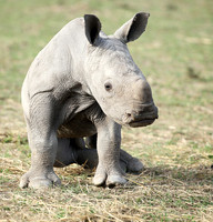 White rhino
