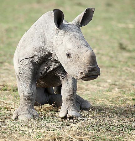 White rhino