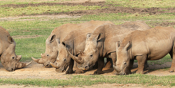 White rhinos (location not disclosed to avoid poaching)