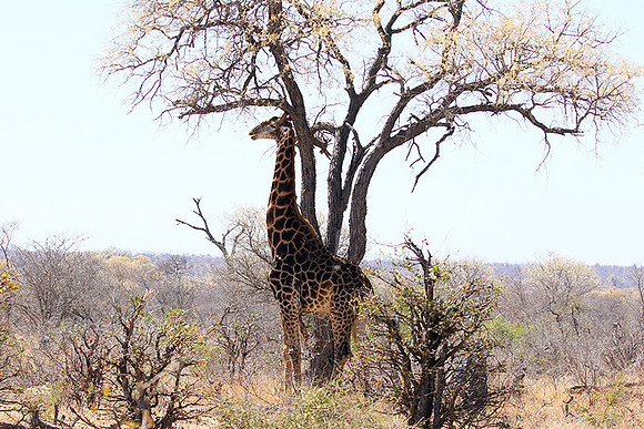 At Timbavati game reserve