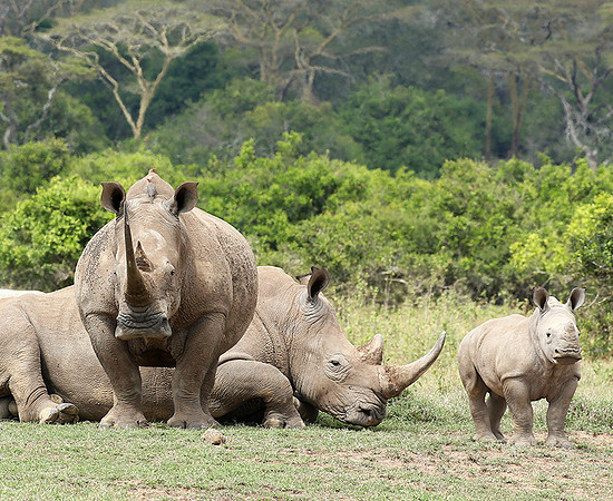 White rhinos (location not disclosed to avoid poaching)