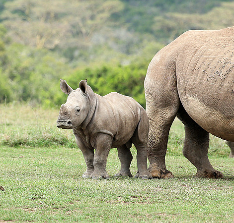 White rhinos (location not disclosed to avoid poaching)