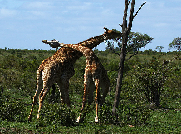At Sabi Sand