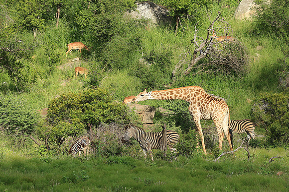 At Londolozi