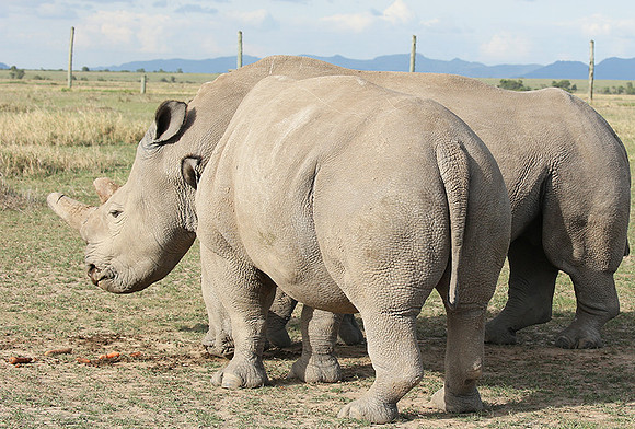 3 last northern white rhinos in the world