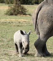 White rhino
