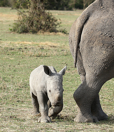 White rhino
