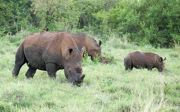 White rhino