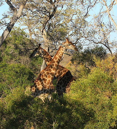 At Timbavati game reserve