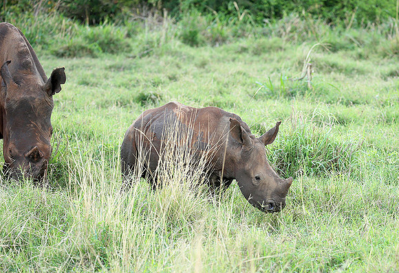 White rhino