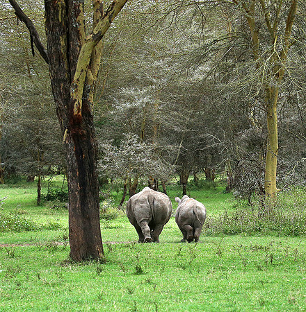 White rhinos (location not disclosed to avoid poaching)