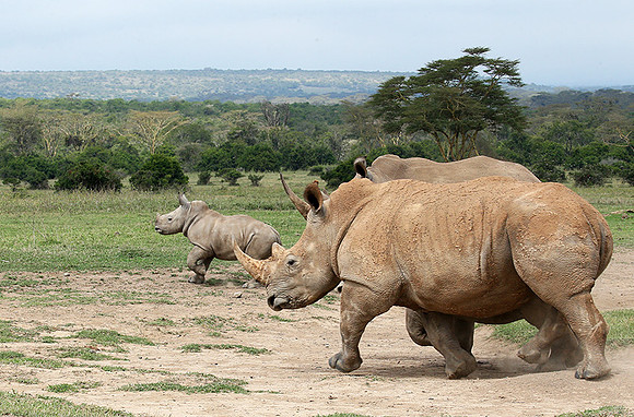 White rhinos (location not disclosed to avoid poaching)