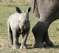 White rhino