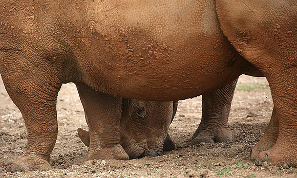 Baby rhino hiding behind its mother