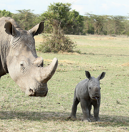 White rhinos