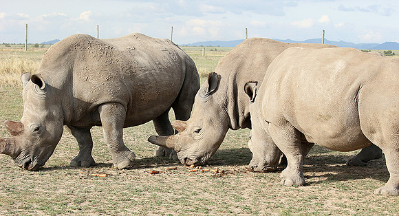 3 last northern white rhinos in the world