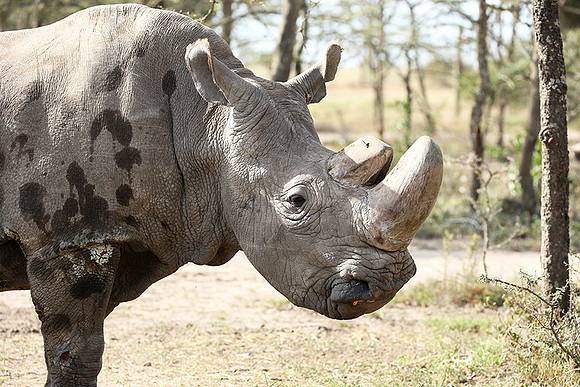3 last northern white rhinos in the world