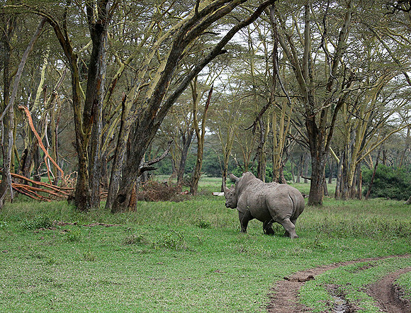 White rhinos (location not disclosed to avoid poaching)