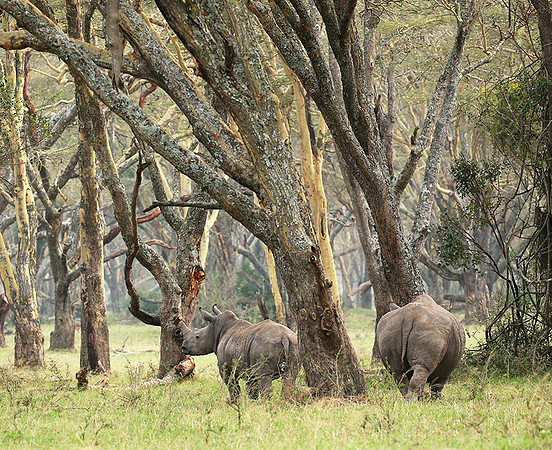White rhinos (location not disclosed to avoid poaching)