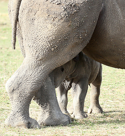 White rhinos