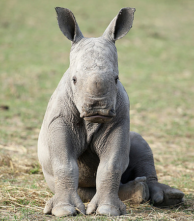 White rhino