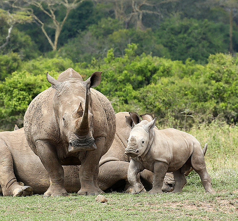 White rhinos (location not disclosed to avoid poaching)