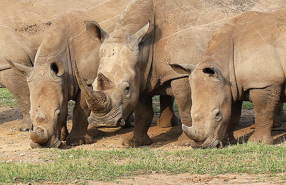 White rhinos (location not disclosed to avoid poaching)