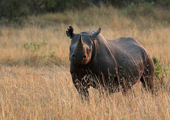 Black rhino - Masaï Mara
