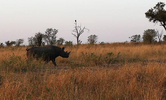 Black rhino - Masaï Mara