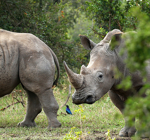 White rhinos (location not disclosed to avoid poaching)
