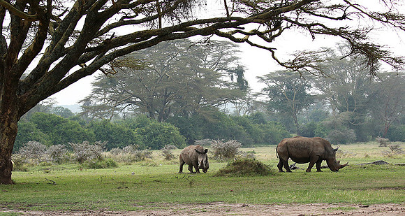 White rhinos (location not disclosed to avoid poaching)