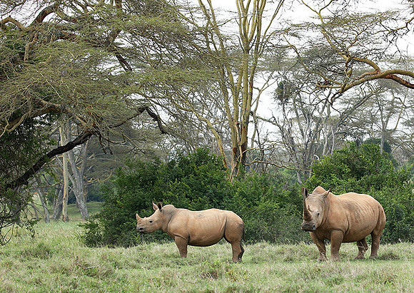 White rhinos (location not disclosed to avoid poaching)