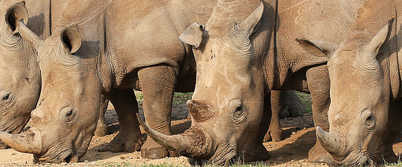 White rhinos (location not disclosed to avoid poaching)