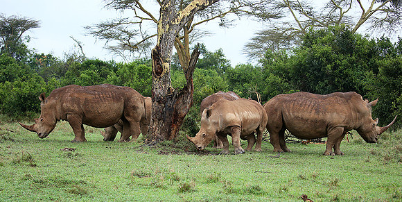 White rhinos (location not disclosed to avoid poaching)
