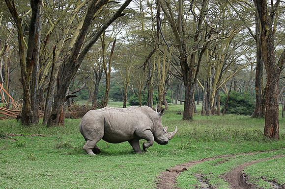 White rhinos (location not disclosed to avoid poaching)