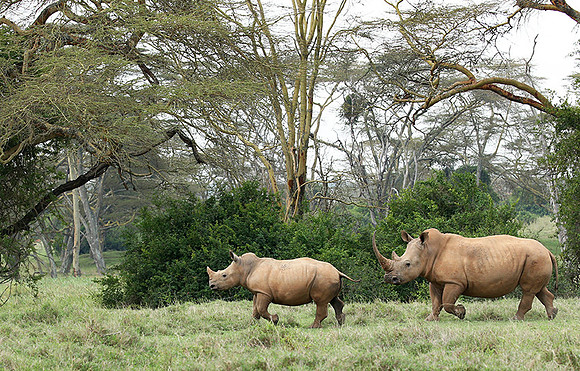 White rhinos (location not disclosed to avoid poaching)